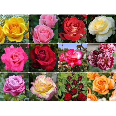 Róża wielkokwiatowa W PASKI  z doniczki art. nr 514D